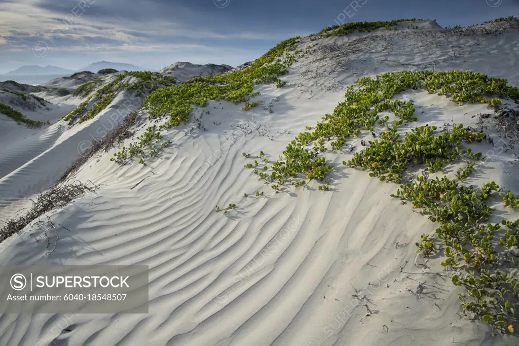 Sand dunes. Magdalena bay, Baja California Sur, Mexico. Sand Dune