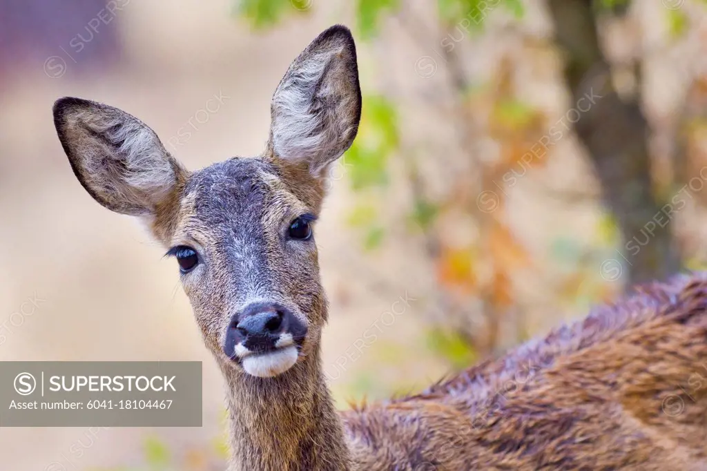 European Roe Deer, Capreolus capreolus, Mediterranean Forest, Castile and Leon, Spain, Europe