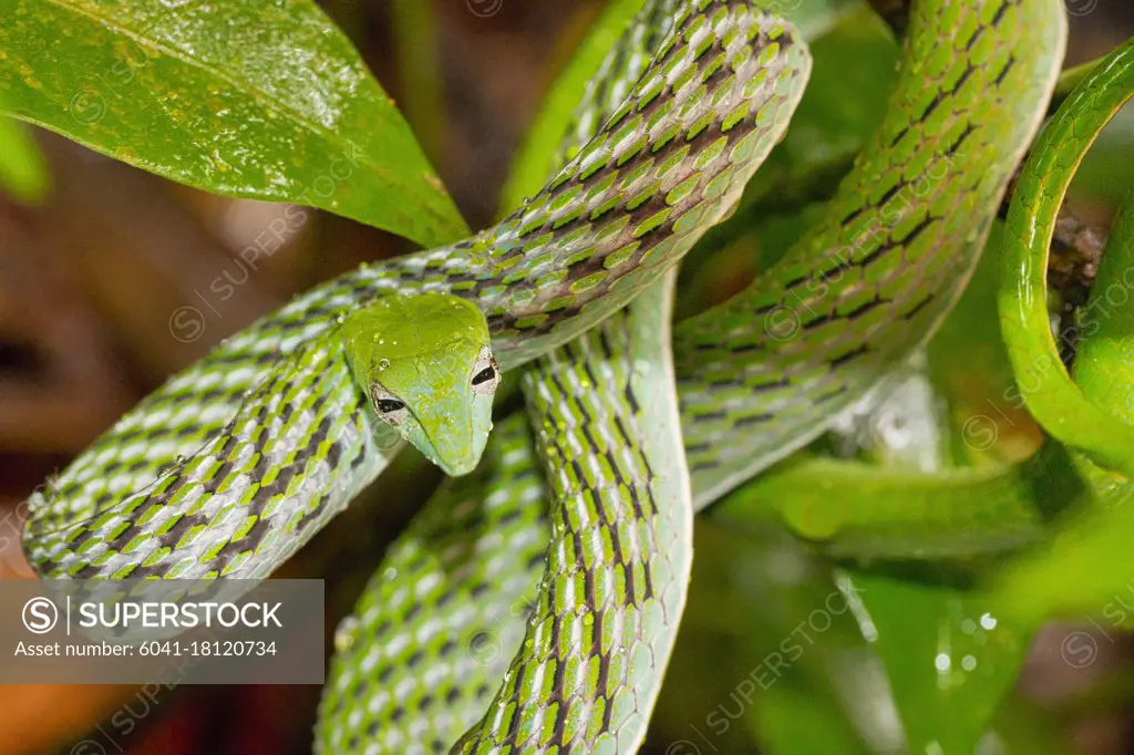 Green Vine Snake, Long-nosed Whip Snake, Ahaetulla nasuta, Sinharaja National Park Rain Forest, World Heritage Site, UNESCO, Biosphere Reserve, National Wilderness Area, Sri Lanka, Asia