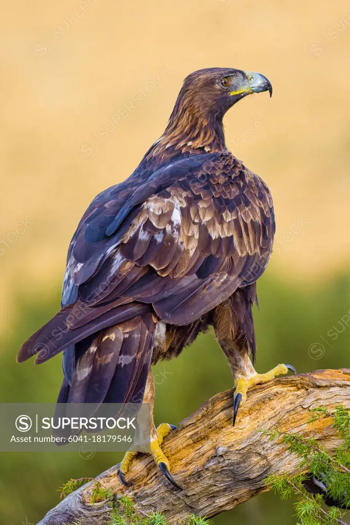 Golden Eagle, Aquila chrysaetos, Mediterranean Forest, Castile and Leon, Spain, Europe