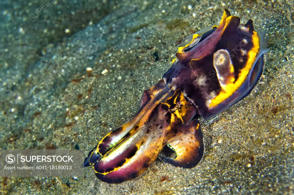 Cuttlefish, Flamboyant Cuttlefish, Metasepia pfefferi, Lembeh, North Sulawesi, Indonesia, Asia