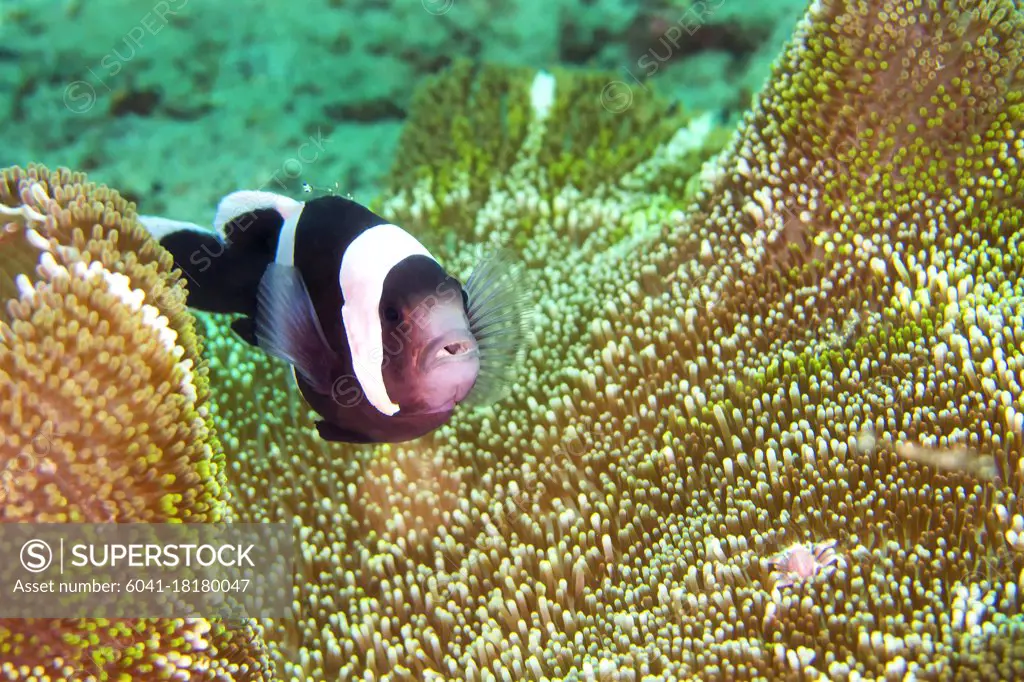 Panda Clownfish, Amphiprion polymnus, Clownfish, Anemonefish, Damselfish, Lembeh, North Sulawesi, Indonesia, Asia