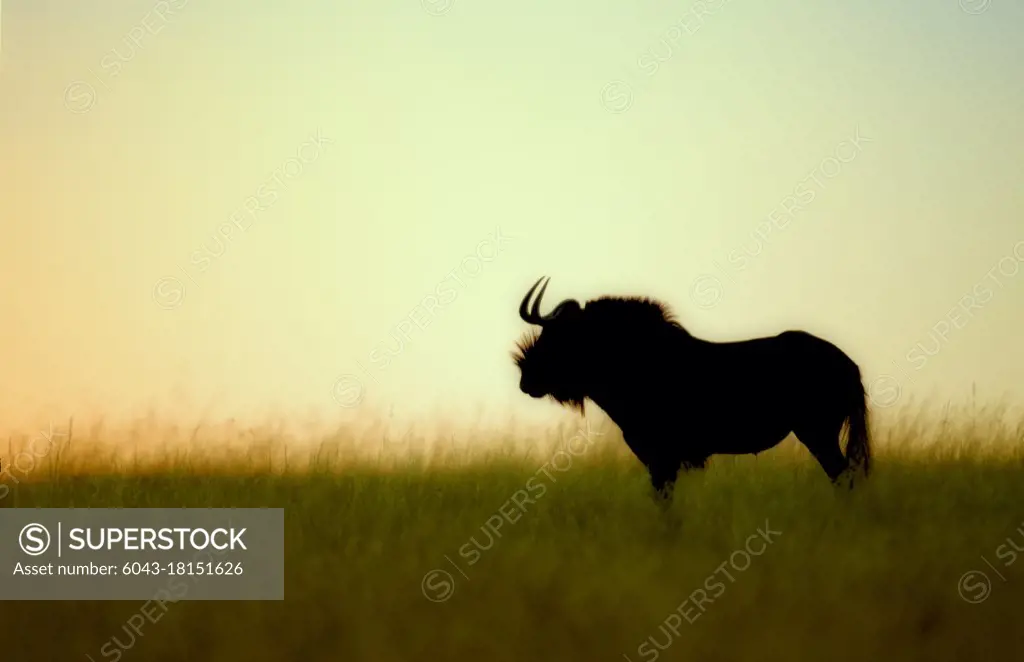 Wildebeest at sunrise, South Africa