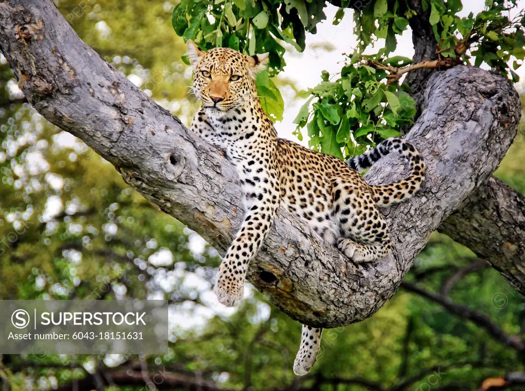 Leopard (Panthera pardus) Okavango Delta, Botswana                                                                                                