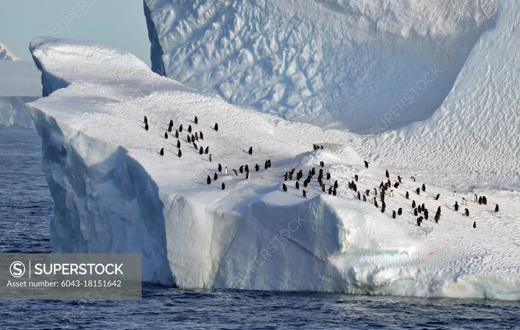 Iceberg with penguins, Antarctica                                                                                                         