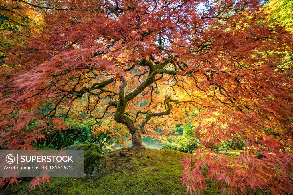Portland Oregon, Japanese tree in fall foliage