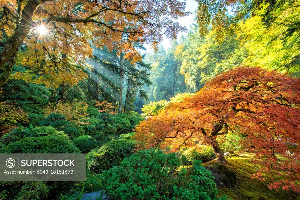 Portland Oregon, Japanese tree in fall foliage