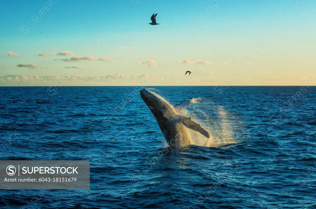 Whale breach in Alaska           