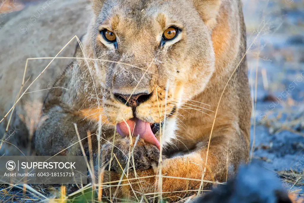 Lion (Panthera leo) licking her paws