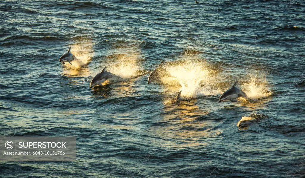 Pacific whitesided dolphins at sunset (Lagenorhynchus obliquidens)