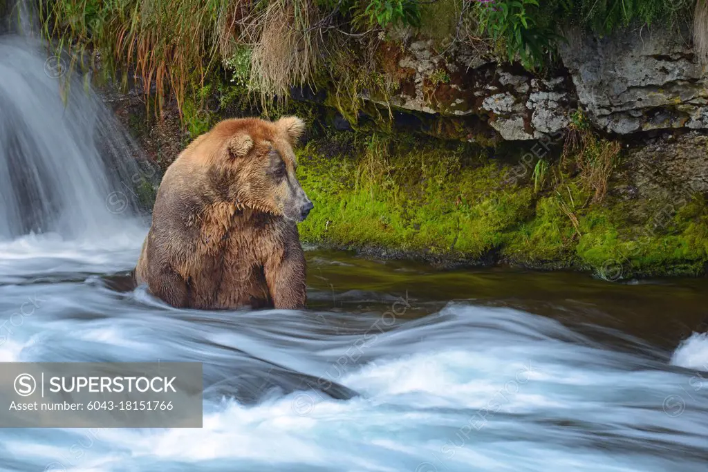 Brown bear fishing in a waterfall, Katmai Alaska, Otis (Ursus arctos)