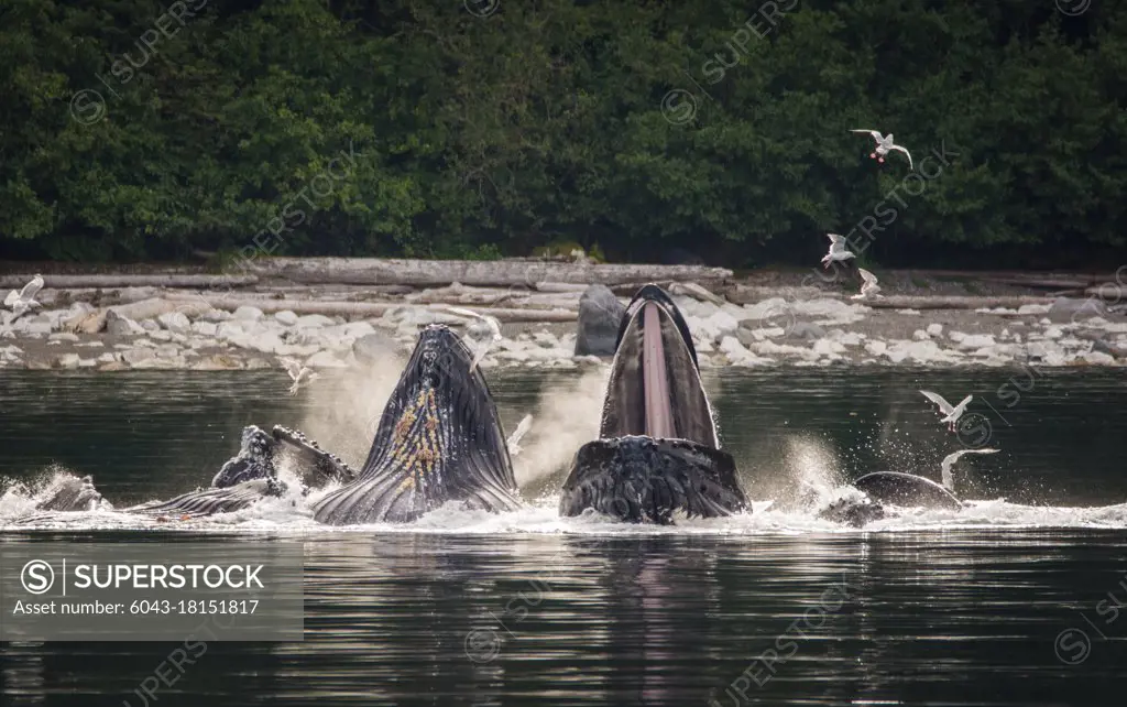 humpback whales (Megaptera novaeangliae) bubble net feeding