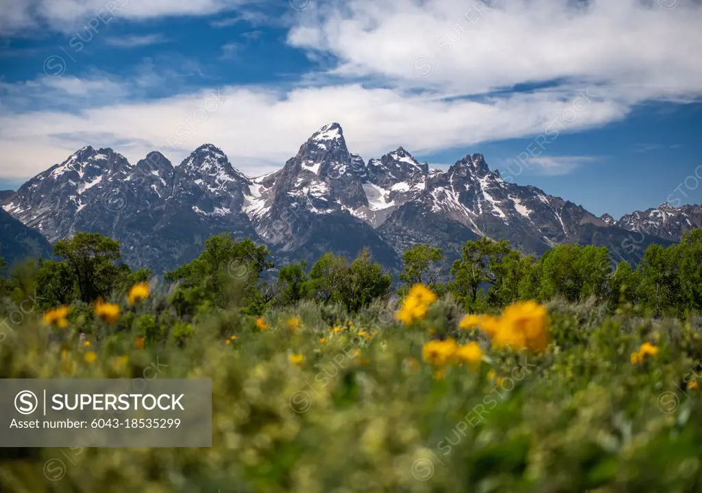 Low angle landscape of Tetons in Jackson Wyoming with flowers in foreground 