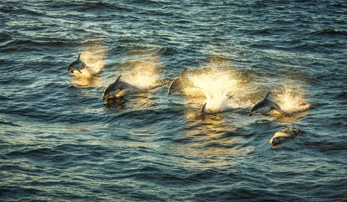 Pacific whitesided dolphins at sunset (Lagenorhynchus obliquidens)