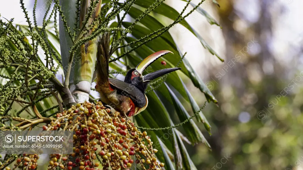 A colorful Aracari toucan juggles fruit before eating it