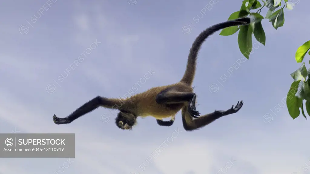 Spider monkeys are specialists on moving fast through the forest canopy