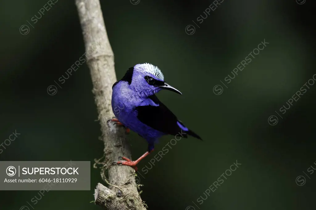 Neon blue with red legs - Red-legged honeycreepers