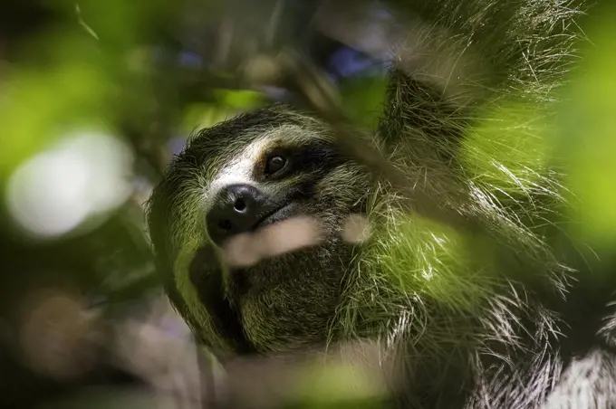 A three-toed sloth hides among the canopy leafs
