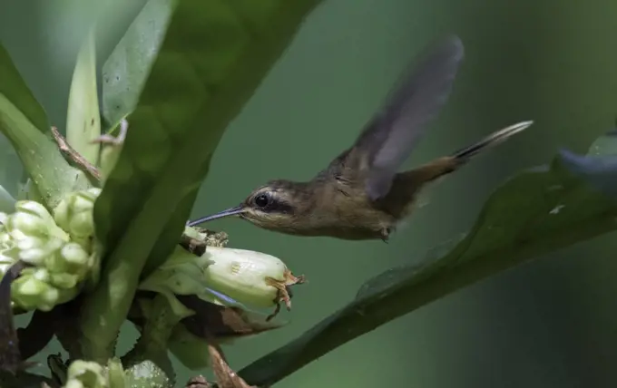 One of the smallest birds in the World, a tiny stripe-throated hermit looks for nectar inside the forest