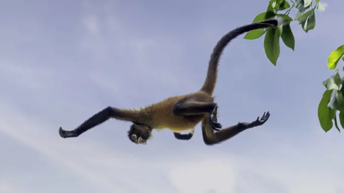 Spider monkeys are specialists on moving fast through the forest canopy