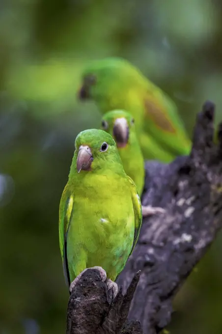 a small flock of parakeets rest on a branch