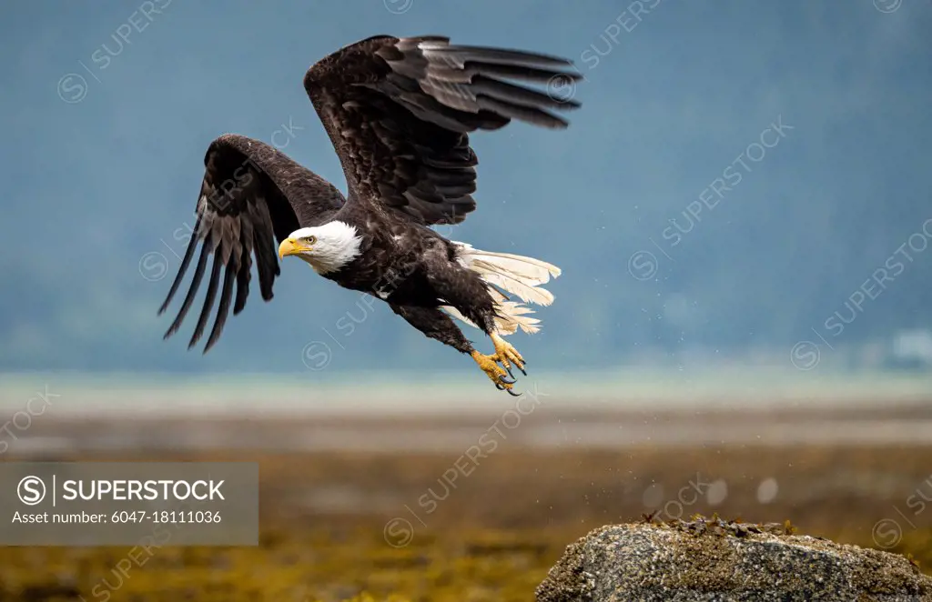 An American Bald Eagle takes off from a top a rock in the intertidal zone of Juneau Alaska