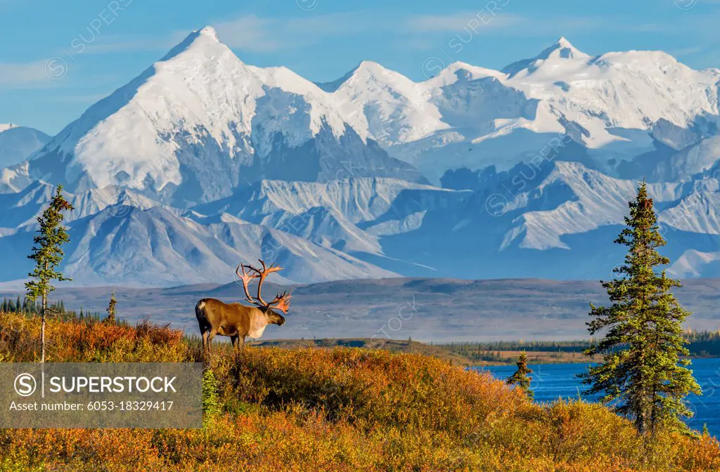 A caribou looks out over Wonder Lake and the Alaska Range in Denali National Park, Alaska.