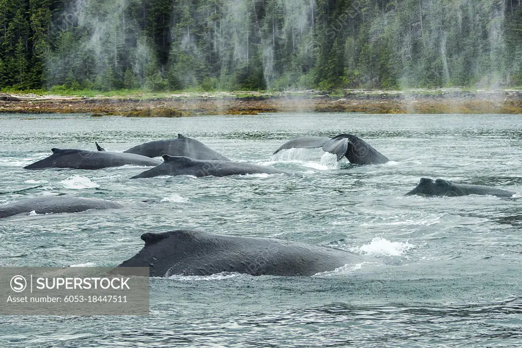 A group of humpback whales travel together to feed in Alaska waters.