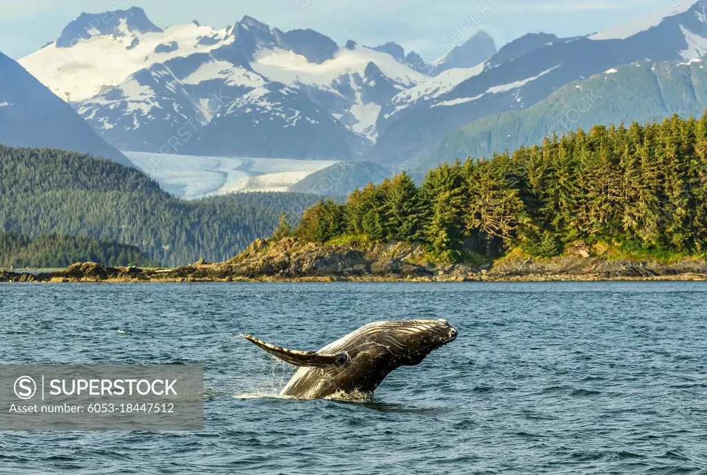 A baby humpback whale breaches in front of the Eagle Glacier in Alaska