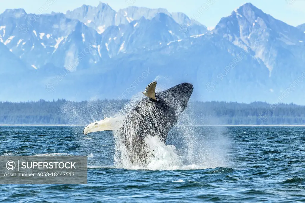 A large humpback whale breaches near Point Adolphus in Alaska.