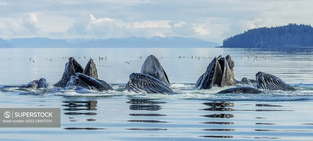 Bubble-net feeding is a behavior typical of humpback whales.