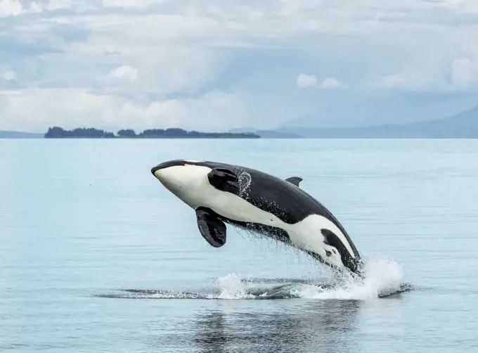 A killer whale, or orca, breaches in the waters of Icy Strait, Alaska