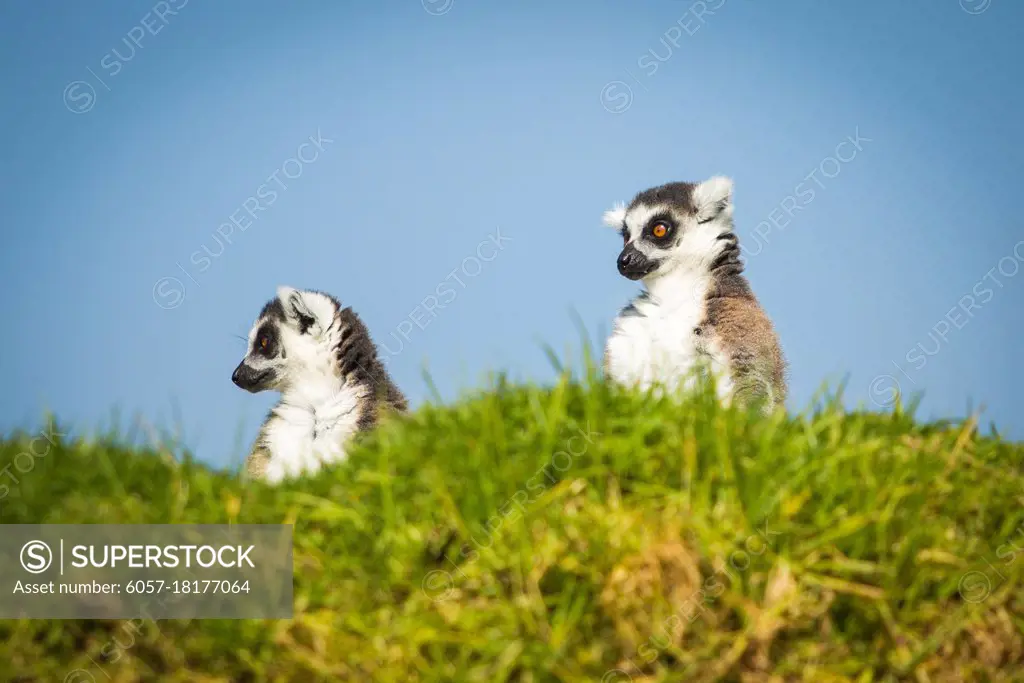 Two funny lemurs looking somewhere from the hill