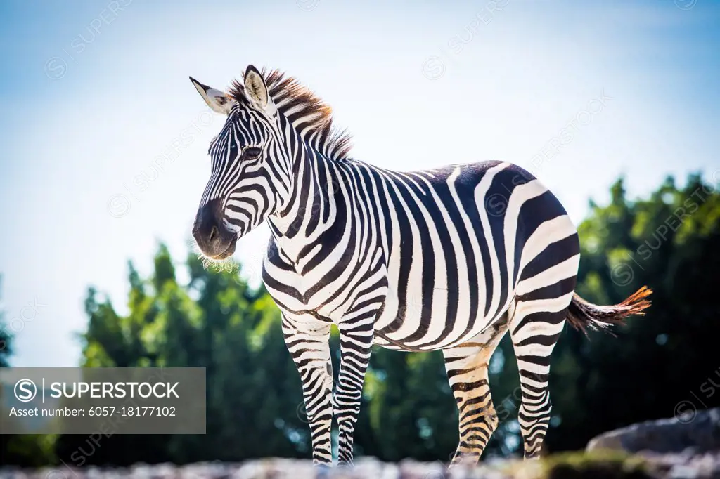 Beautiful zebra standing alone with blue sky