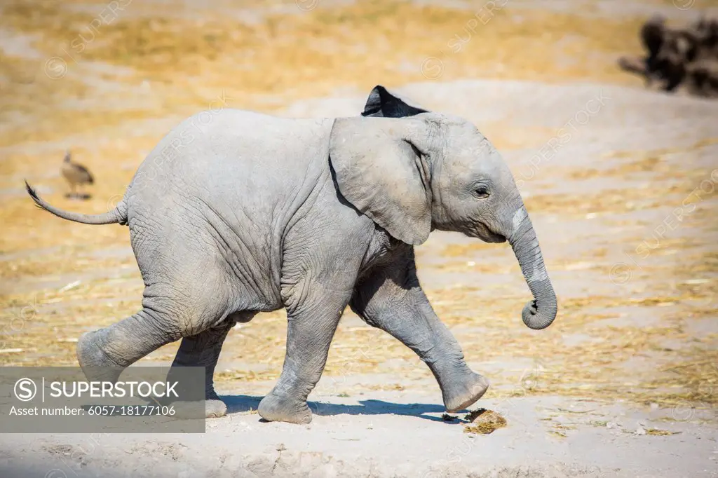 Baby elephant running sideways cute and small