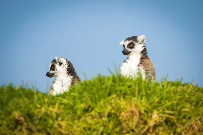 Two funny lemurs looking somewhere from the hill