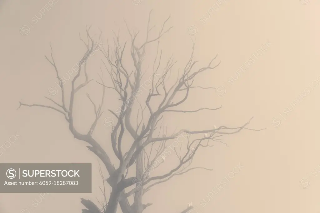 Sulphur Crest Cockatoos in a tree in the fog in The Blue Mountains in New South Wales in Australia