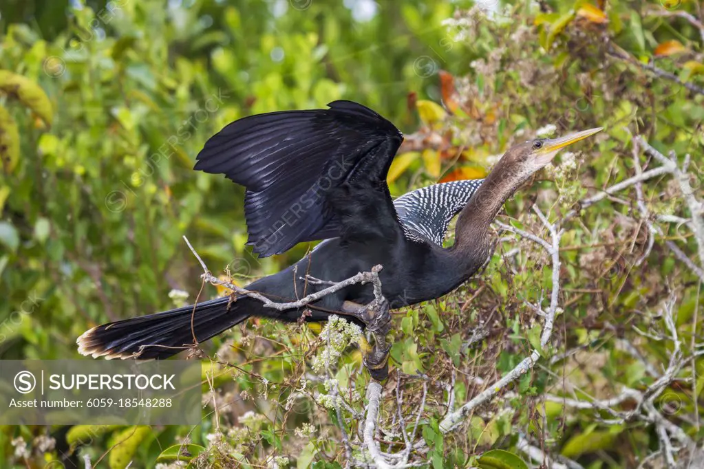 Photograph of an Anhinga bird standing on tree branches with outstretched wings in the Everglades