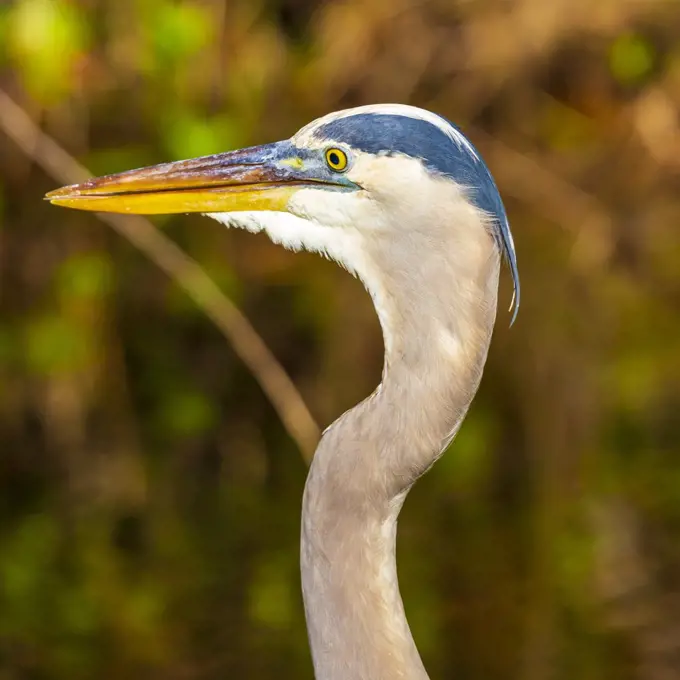 Photograph of a Great Blue Heron bird hunting for food in the Everglades