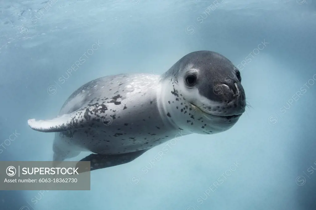 Wild adult leopard seal (Hydrurga leptonyx), underwater at Monroe Island, South Orkney Islands, Antarctica