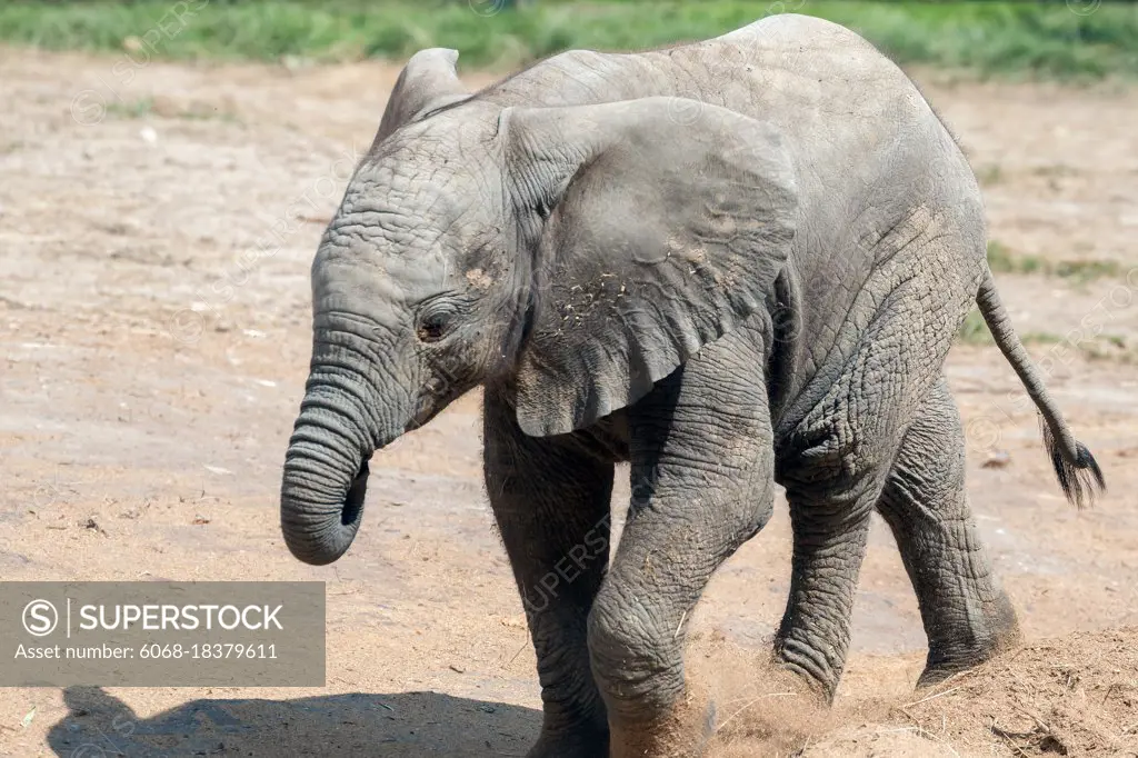 Young African Elephant (Loxodonta) kicking up the dirt