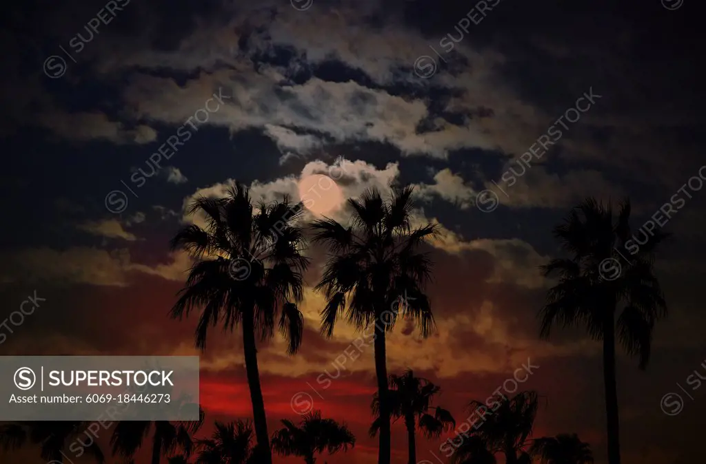 Arizona sunset with silhoutte pal trees against a moon and clouds background
