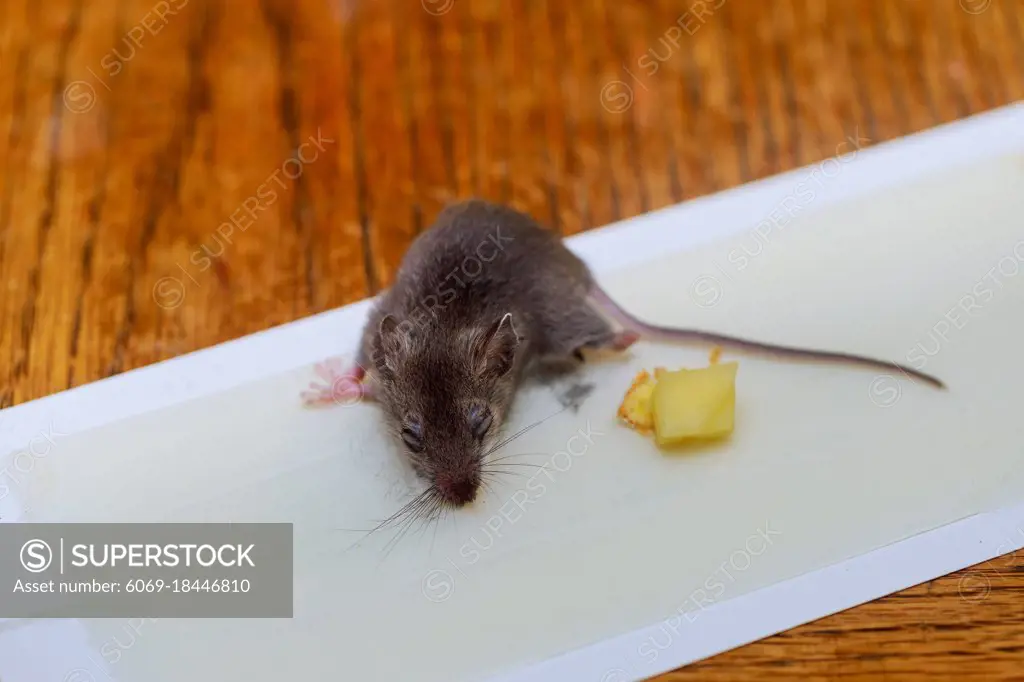 Dead rat glued at clue tray on wood table mouse killed