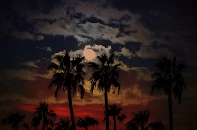 Arizona sunset with silhoutte pal trees against a moon and clouds background