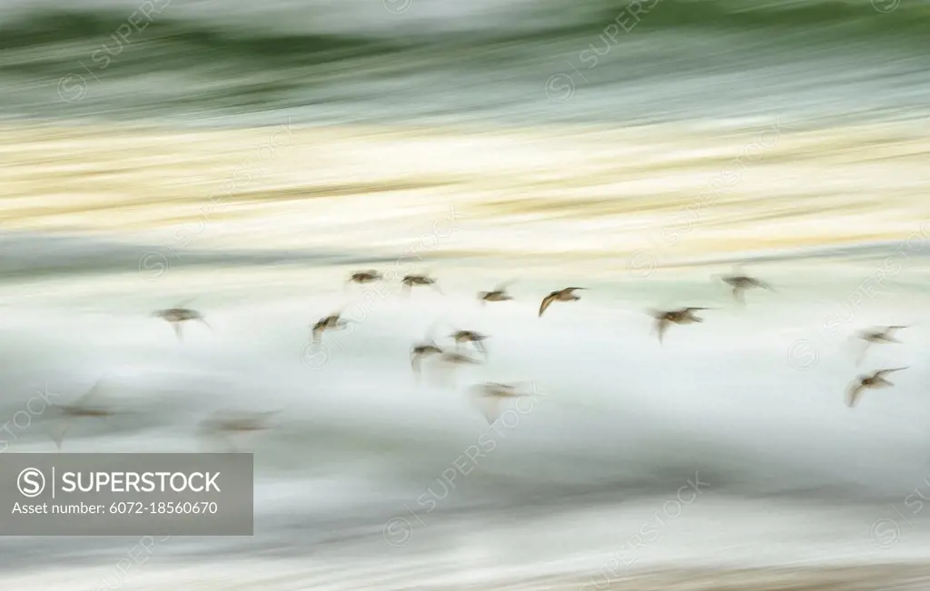 A group of shorebirds flies along the surf at sunset at the Isle of Harris, Scotland