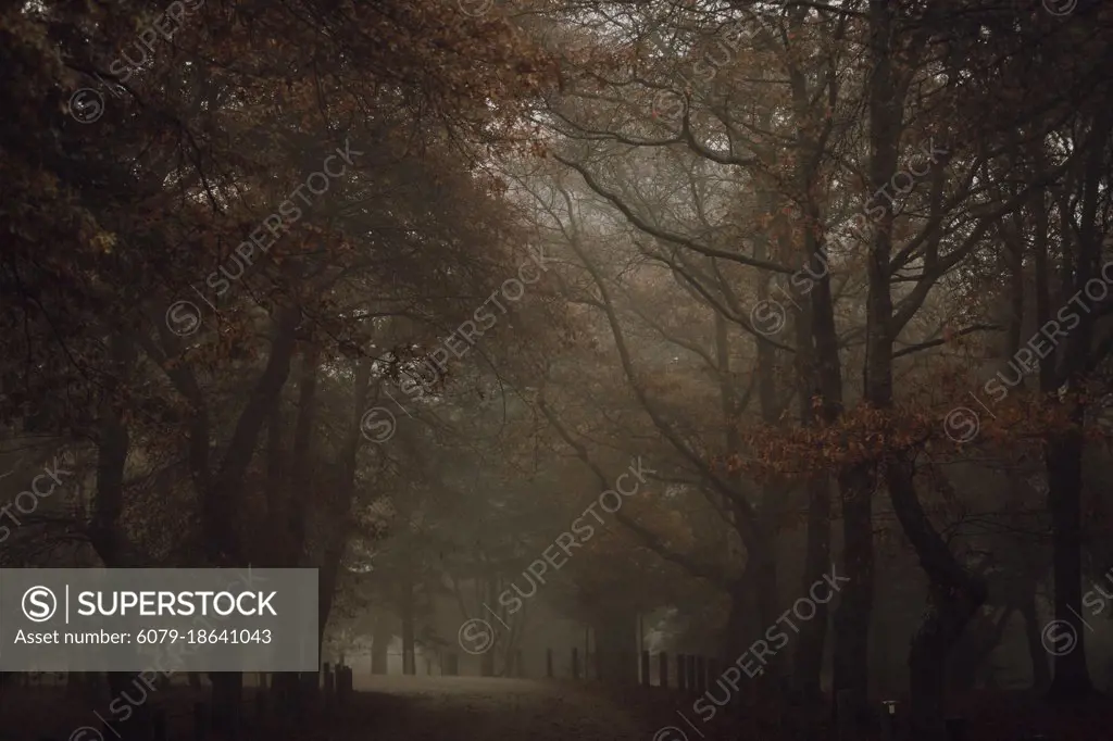 Dark moody foggy road with autumn colored leaves on trees