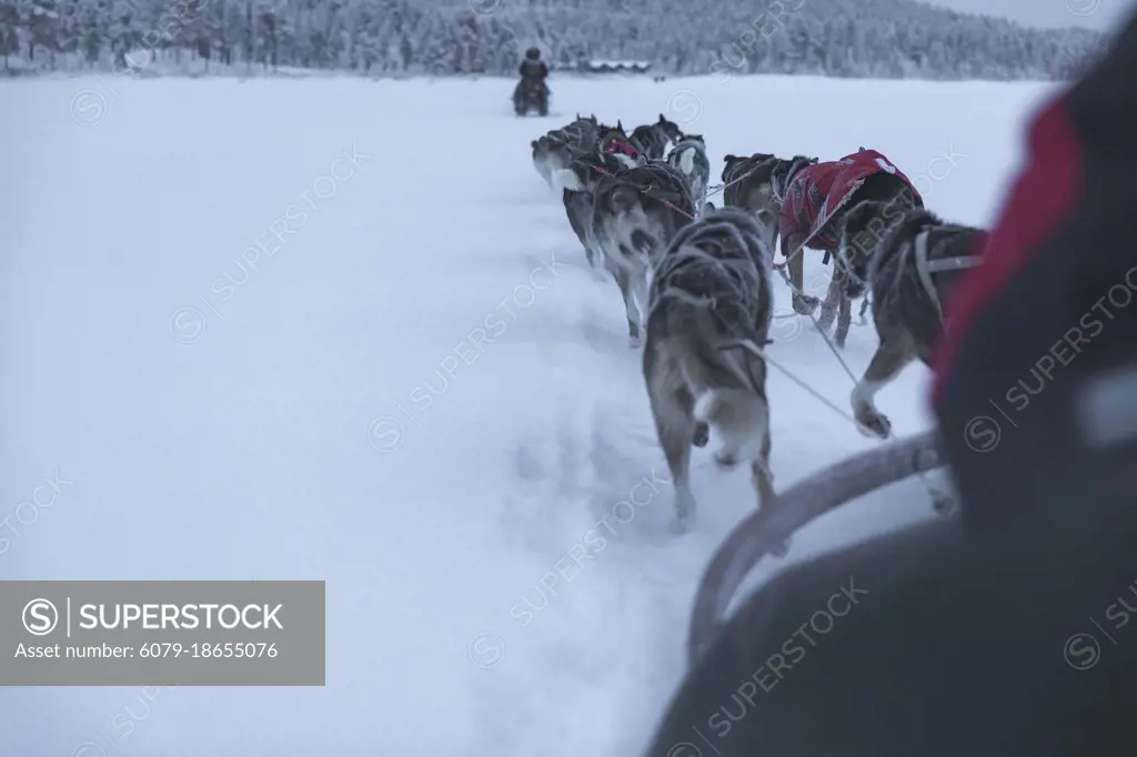 POV of musher and sled dogs. Winter scene in Swedish Lapland