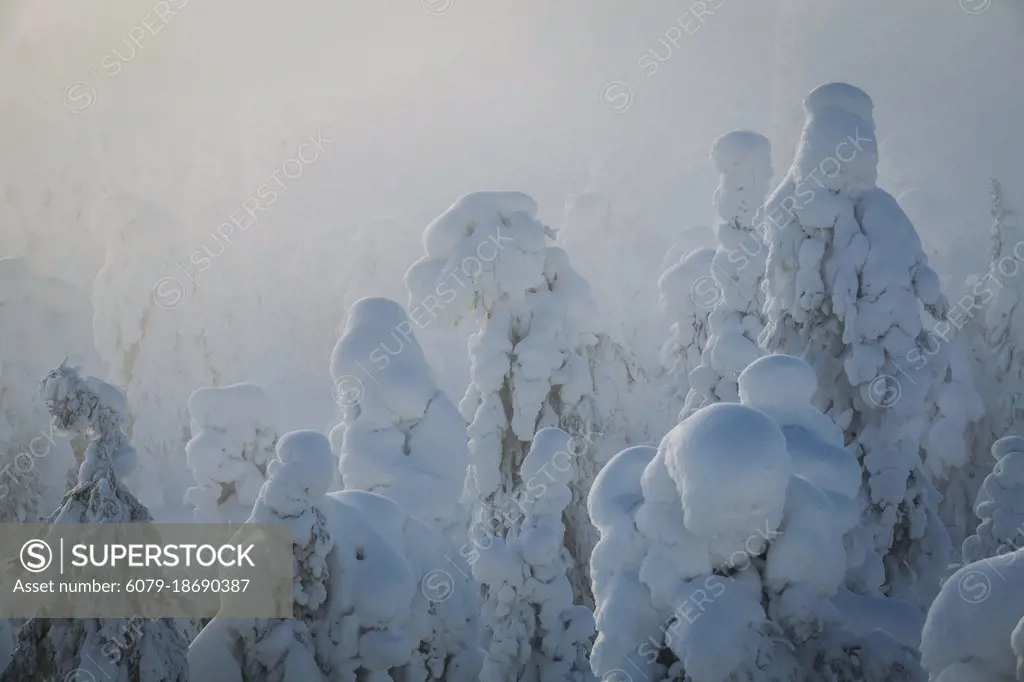 Serene sunrise over evergreen trees covered in snow after a blizzard in Ruka Finnish Lapland at Sunrise