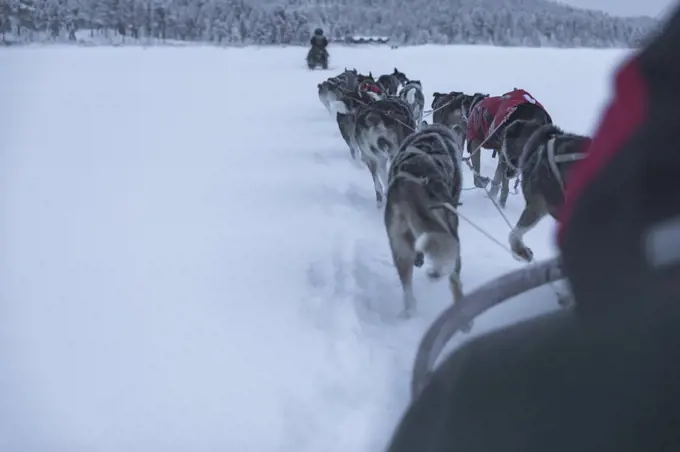 POV of musher and sled dogs. Winter scene in Swedish Lapland