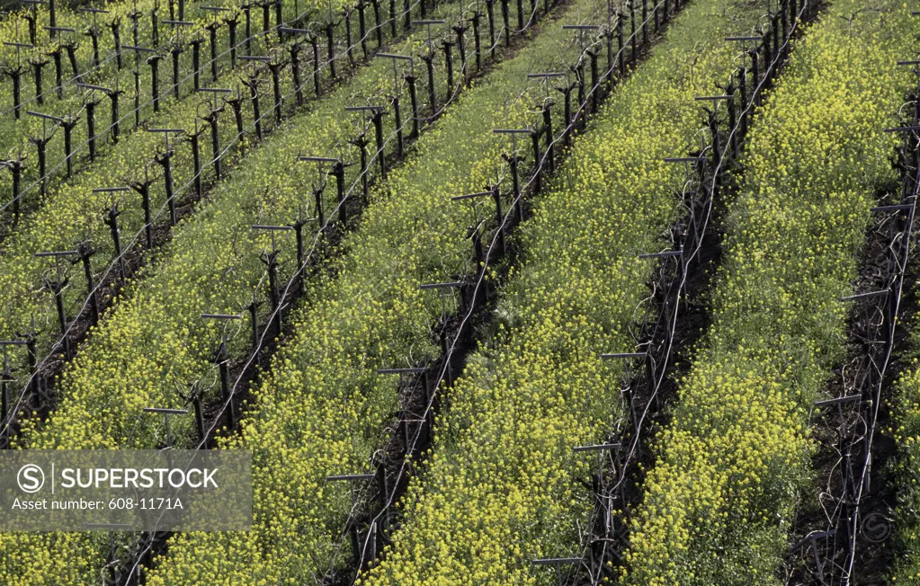 Crop in a vineyard, Alexander Valley, Sonoma County, California, USA